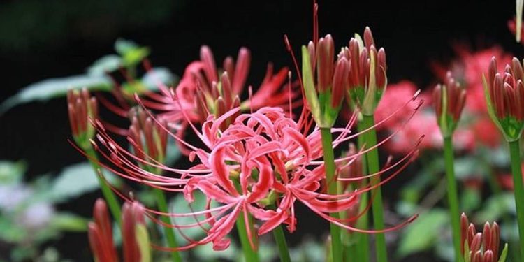 Cách lựa chọn hoa bỉ ngạn để trồng