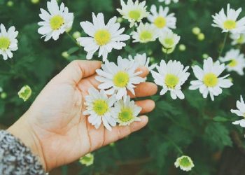 Cách trồng hoa cúc họa mi như thế nào?