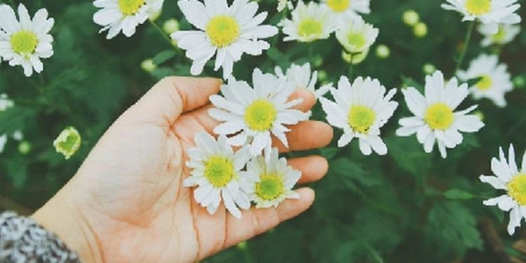 Cách trồng hoa cúc họa mi như thế nào?