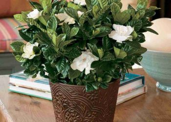 Cây dành dành dễ trồng và chăm sóc