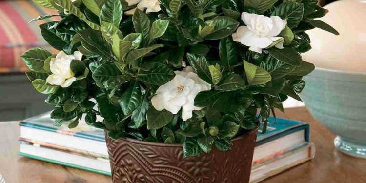 Cây dành dành dễ trồng và chăm sóc