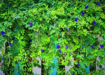 Cách thức trồng hoa đậu biếc