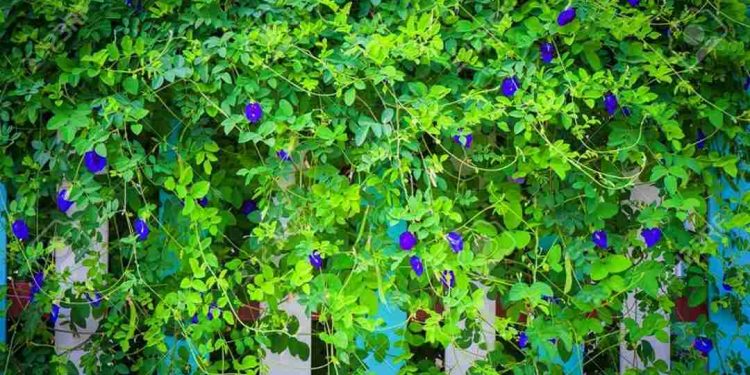 Cách thức trồng hoa đậu biếc