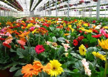 Cách tưới nước, giữ ẩm và làm sạch cây hoa đồng tiền