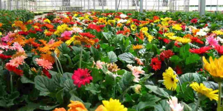 Cách tưới nước, giữ ẩm và làm sạch cây hoa đồng tiền