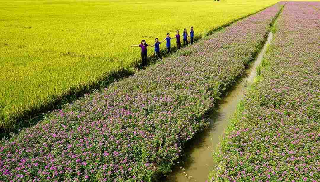 Trồng hoa dừa cạn là một nhiệm vụ khá thú vị