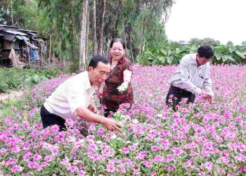 Cách chọn và lựa chọn những loại hoa dừa cạn phù hợp
