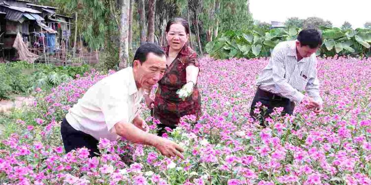 Cách chọn và lựa chọn những loại hoa dừa cạn phù hợp