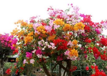 Hoa giấy ngũ sắc là gì?