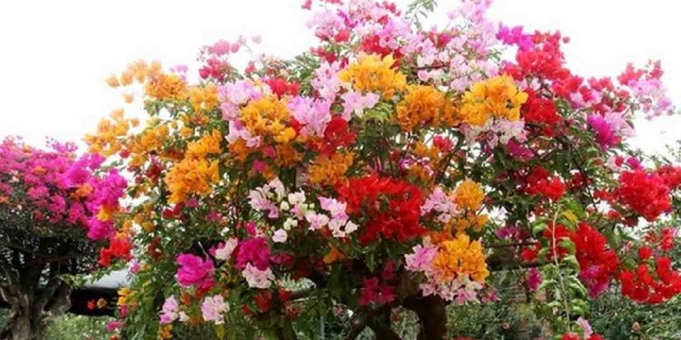 Hoa giấy ngũ sắc là gì?