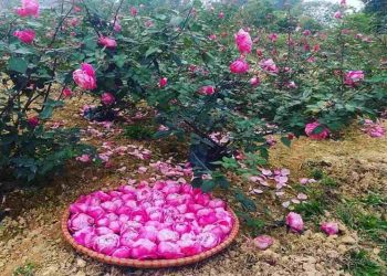 Cách chăm sóc hoa hồng sau khi trồng thành công