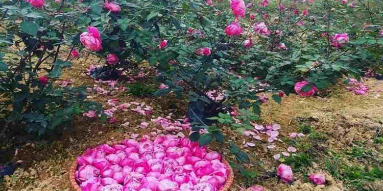 Cách chăm sóc hoa hồng sau khi trồng thành công