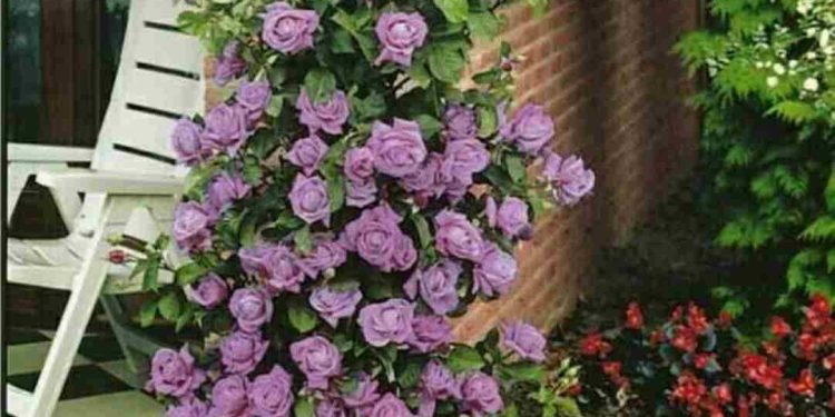 Chăm sóc đúng cách để có dàn hoa đẹp