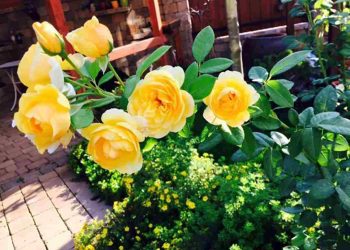 Các loại hoa hồng phù hợp để trồng