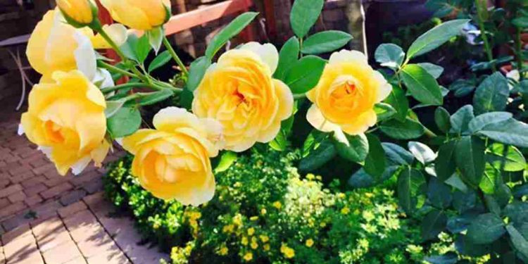 Các loại hoa hồng phù hợp để trồng