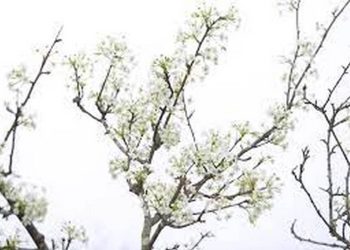 Hoa Lê trắng thường được mua về để cắm trang trí trong ngày Tết