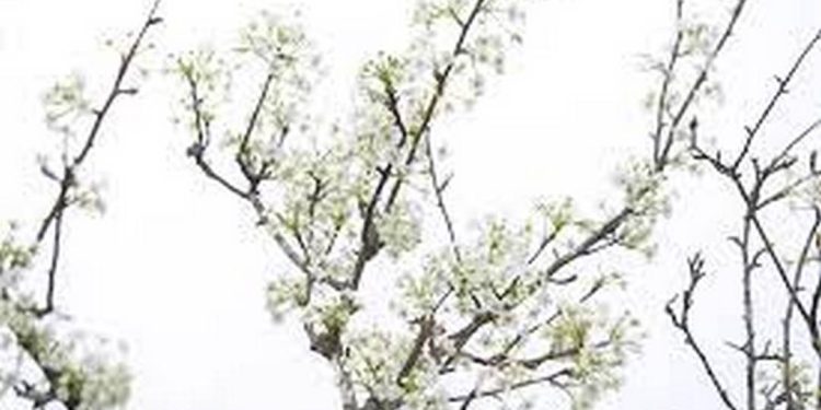 Hoa Lê trắng thường được mua về để cắm trang trí trong ngày Tết