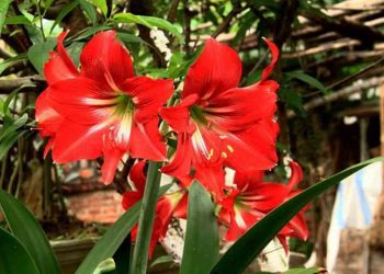 Cách trồng hoa loa kèn