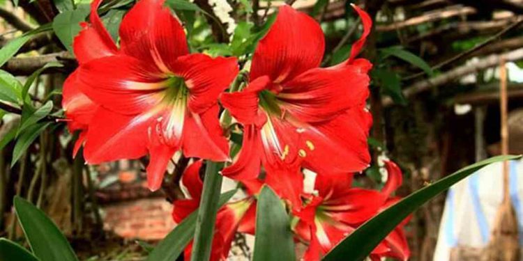 Cách trồng hoa loa kèn