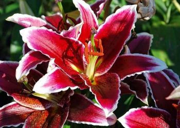 Hoa ly OR là dòng khó chăm sóc nhất