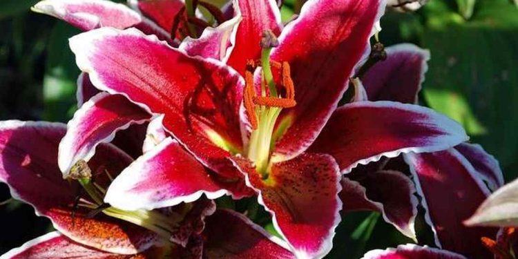 Hoa ly OR là dòng khó chăm sóc nhất