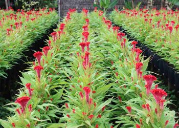 Lựa chọn giống hoa phù hợp nhu cầu