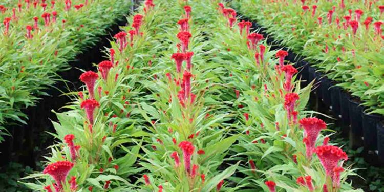 Lựa chọn giống hoa phù hợp nhu cầu