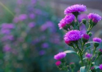 Cách chọn đúng loại hoa thạch thảo phù hợp với môi trường trồng