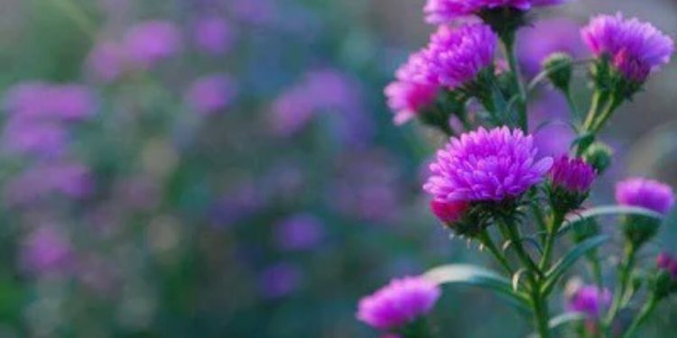 Cách chọn đúng loại hoa thạch thảo phù hợp với môi trường trồng