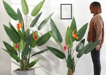 Trồng cây hoa thiên điểu bằng cách gieo hạt