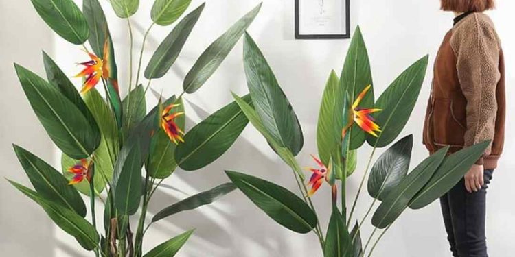 Trồng cây hoa thiên điểu bằng cách gieo hạt