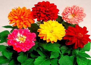 Cách chọn giống hoa thược dược