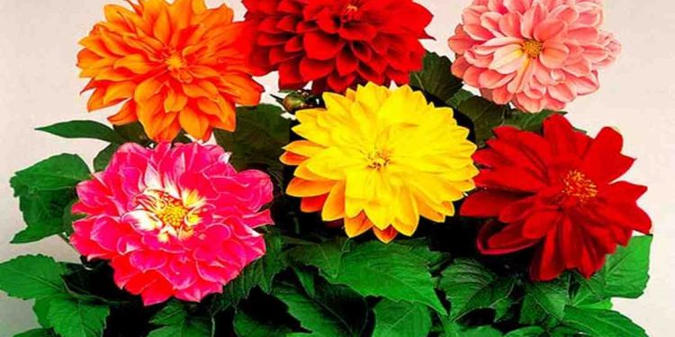 Cách chọn giống hoa thược dược