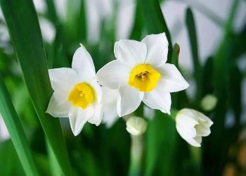 Cách tưới nước cho hoa thủy tiên hiệu quả