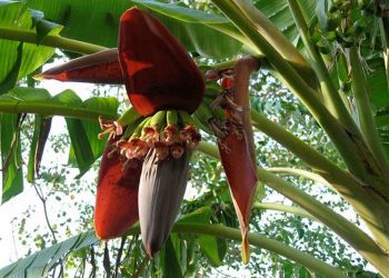 Hình ảnh đặc điểm hình thái của cây hoa chuối