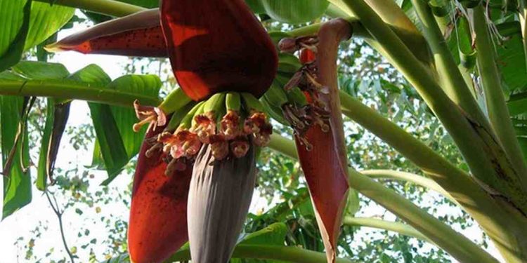 Hình ảnh đặc điểm hình thái của cây hoa chuối