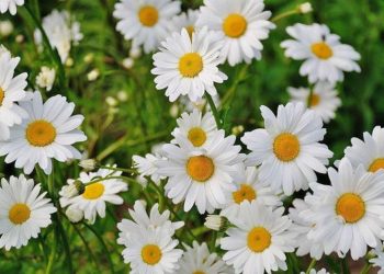 Hình ảnh hoa cúc Tana