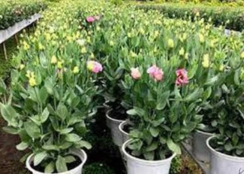 Cách chọn giống hoa để trồng