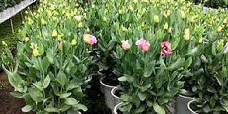 Cách chọn giống hoa để trồng