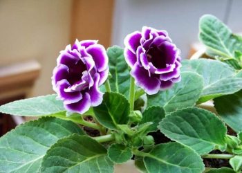 Chọn loại hoa Chuông phù hợp với môi trường sống không dễ dàng