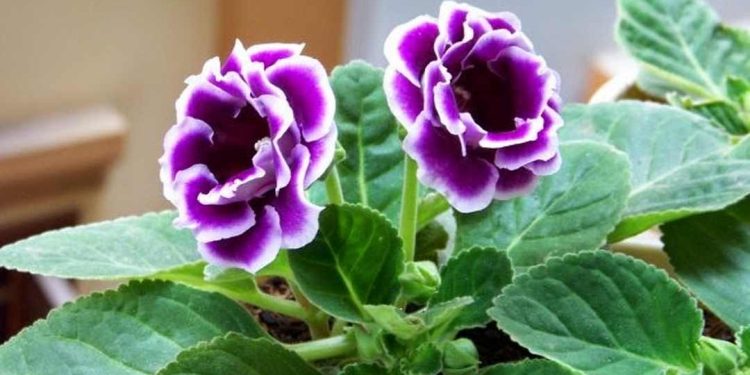 Chọn loại hoa Chuông phù hợp với môi trường sống không dễ dàng