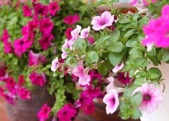 Cây hoa dạ yến thảo được sử dụng trong y học và thảo dược,