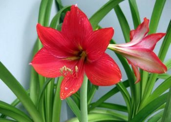 Thời điểm trồng hoa huệ