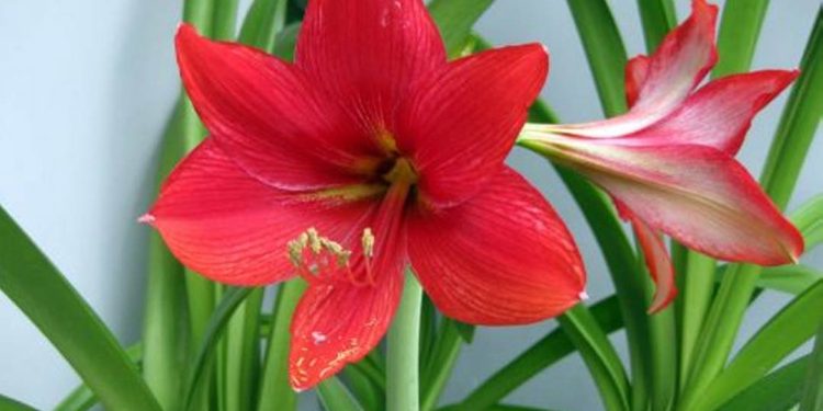 Thời điểm trồng hoa huệ