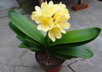 cách trồng và chăm sóc hoa lan quân tử cho hoa ra nở đẹp