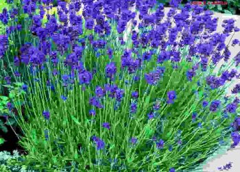 Ngắm nhìn thành quả chăm sóc hoa oải hương