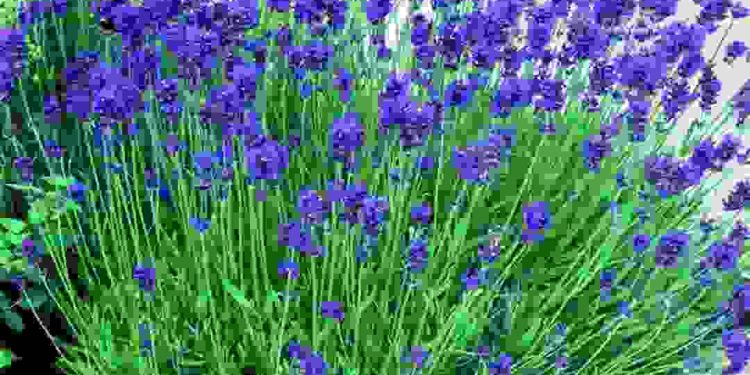 Ngắm nhìn thành quả chăm sóc hoa oải hương