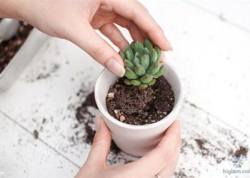 Cách trồng hoa sen đá