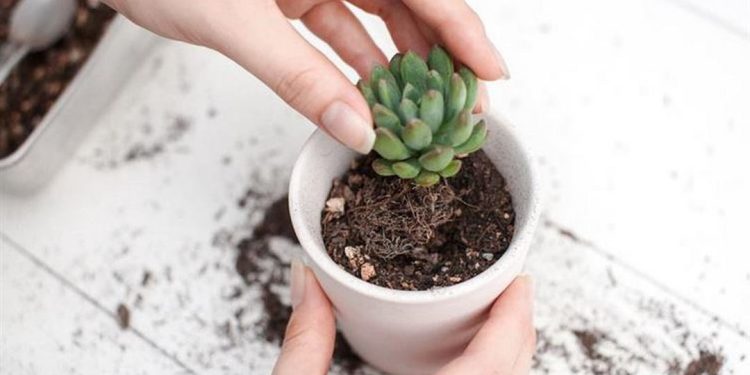 Cách trồng hoa sen đá