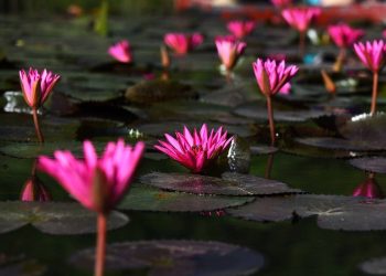 Cần chuẩn bị cho hoa súng môi trường sống phù hợp